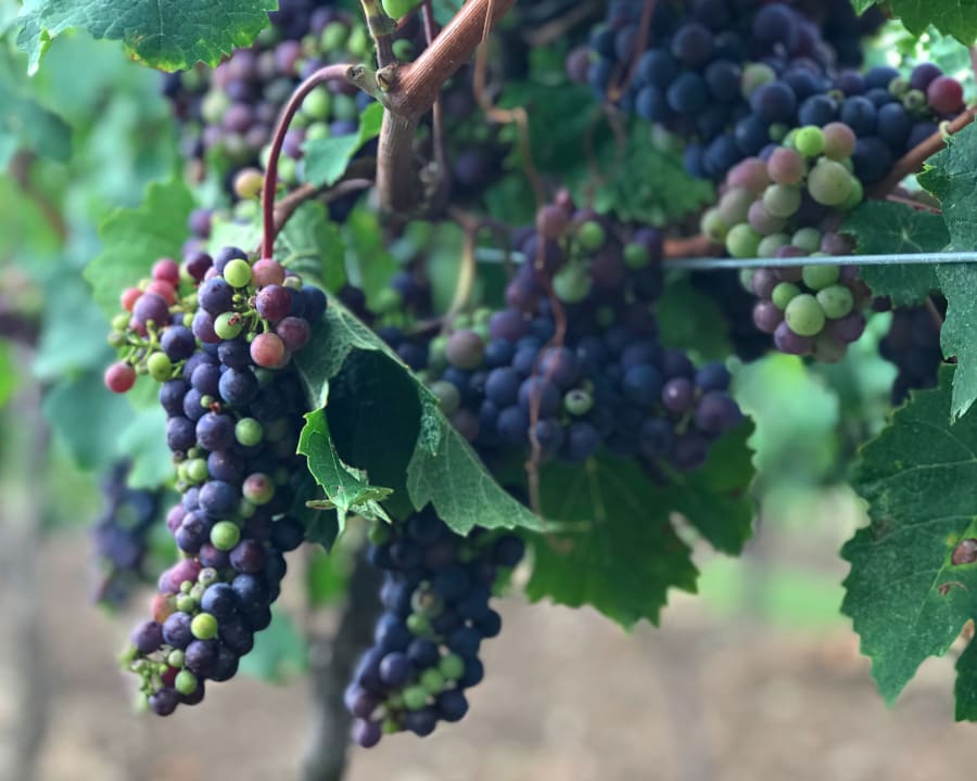 Bunches of red grapes ripening on the vine